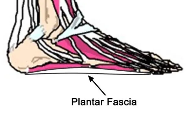 C:UsersuserDesktopPTAG Foot and Ankle coursePTAG Course imagesplantar fascia.jpg